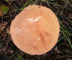 Leccinum aurantiacum.